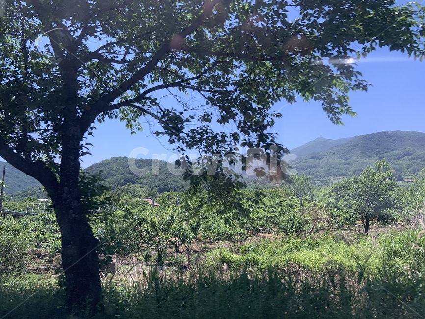 산,나무,구름,농촌,풀