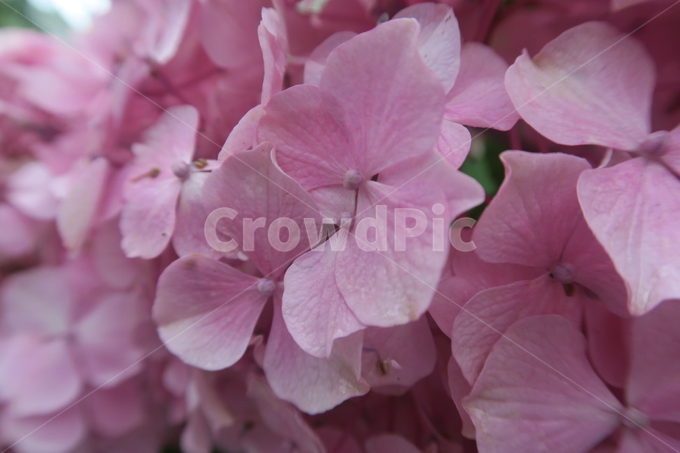 꽃,수국,flower,수국축제,태종대,봄꽃,봄이미지,봄날,spring,꽃축제,flowers,식물,아름,자연,nature,핑크,pink,분홍색,식물,자연,plants,nature,꽃,flower