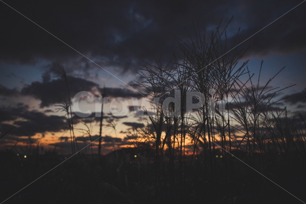 하늘공원,노을,여행,감성,억새,식물,자연,plants,nature,감성,sensible,feeling