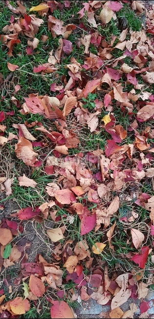 leaf,잎,plant,식물,가을,autumn,가을,계절,fall,autumn,season