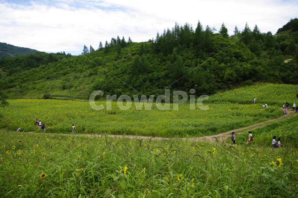 해바라기밭,꽃밭,식물,풍경,나무,초록,자연,풍경,nature,landscape,사람들,대중,군중,other people,crowd,outdoors,옥외,grassland,목초지,field,들