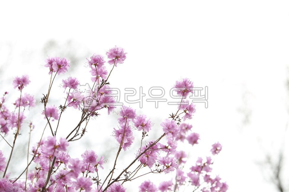 꽃,flower,핑크플라워,참꽃,pinkflower,분홍꽃,wildflowerinkorea,들꽃,springflowerinkorea,plant,봄꽃,식물,springflower,꽃나무,flowertree,식물,자연,plants,nature,꽃,flower
