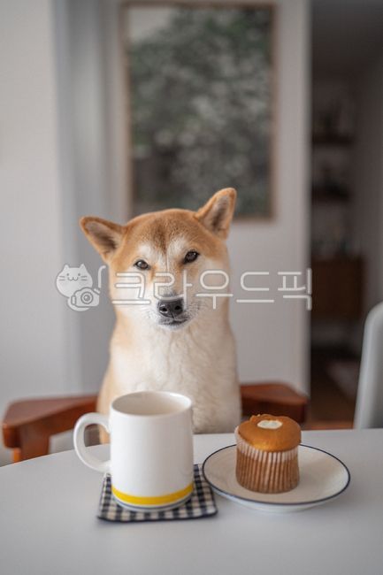 시바견,시바이누,애견식사,애견간식,반려견식사,반려견