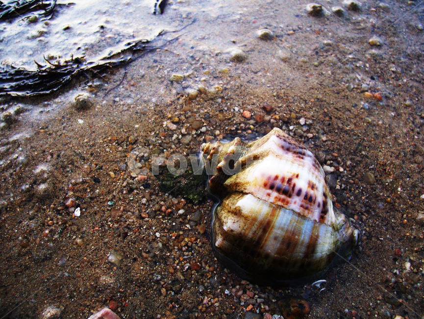 소라,해변,sea,turbanshell,해양생물,바닷가,갯벌,해변,바다,beach,sea