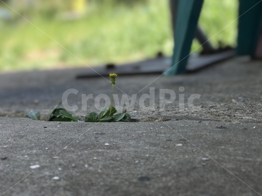 골목길,민들레,그리움,계절,꽃,식물,자연,plants,nature,꽃,flower
