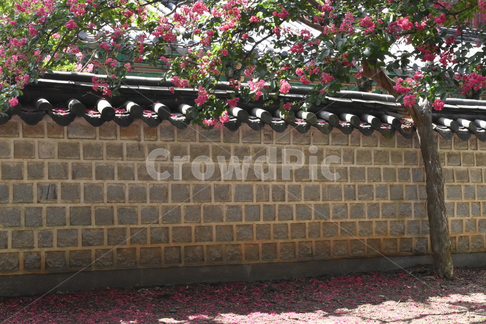 담장,꽃나무,나무,기와,벽돌,한옥,봄,wall,flower,벽,tree,flowertree,pink,spring,봄,계절,spring,season,한국전통,한국문화,korean traditional,korean culture,건축물,건물외관,exterior,building,structure,architecture,construction,plant,식물