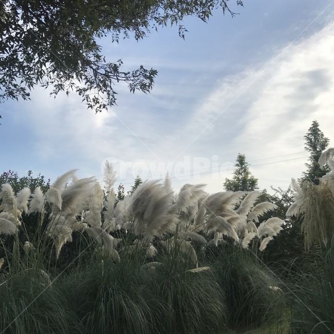 태안갈대밭,갈대,가을,풍경,자연,가을,계절,fall,autumn,season,자연,풍경,nature,landscape,grass,잔디,plant,식물,lawn