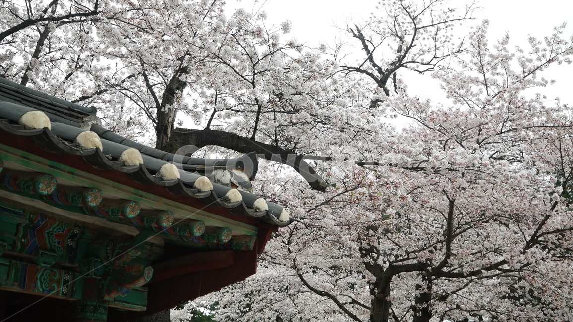 담장,벚꽃,벚나무,담벼락,한옥,지붕,꽃나무,봄꽃,자연,풍경,wall,stonewall,cherryblossom,tree,flowers,hanok,roof,nature,landscape,spring,봄,계절,spring,season,한국전통,한국문화,korean traditional,korean culture,plant,식물