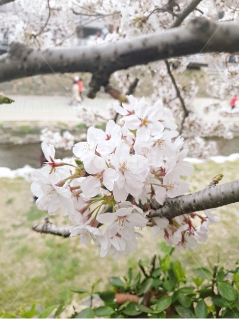 벚꽃,꽃,나무,봄,flower