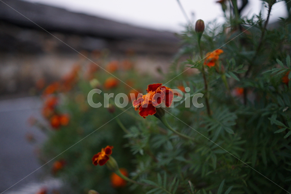 주황색꽃,빨간색꽃,세실피니아,아웃포커싱꽃,geranium,flower,plant,식물,blossom,꽃,식물,자연,plants,nature,꽃,flower