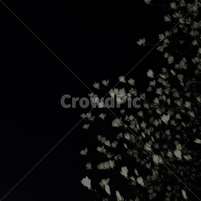 목련,밤,나무,night,tree