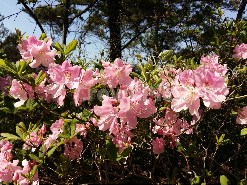 산철쭉꽃,핑크,빛,봄,산,봄,계절,spring,season,식물,자연,plants,nature,꽃,flower,plant,blossom,geranium,제라늄