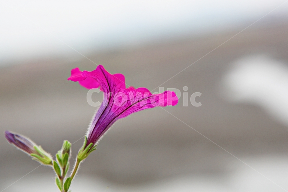 페튜니아,꽃,식물,꽃몽우리,여름꽃,식물,자연,plants,nature,꽃,flower