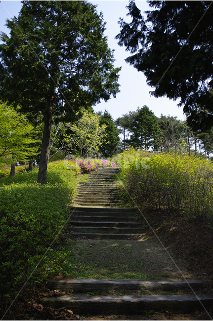 길,산책,계단,수목원,식물,plants,nature,나무,힐링,자연,풍경,nature,landscape,outdoors,옥외