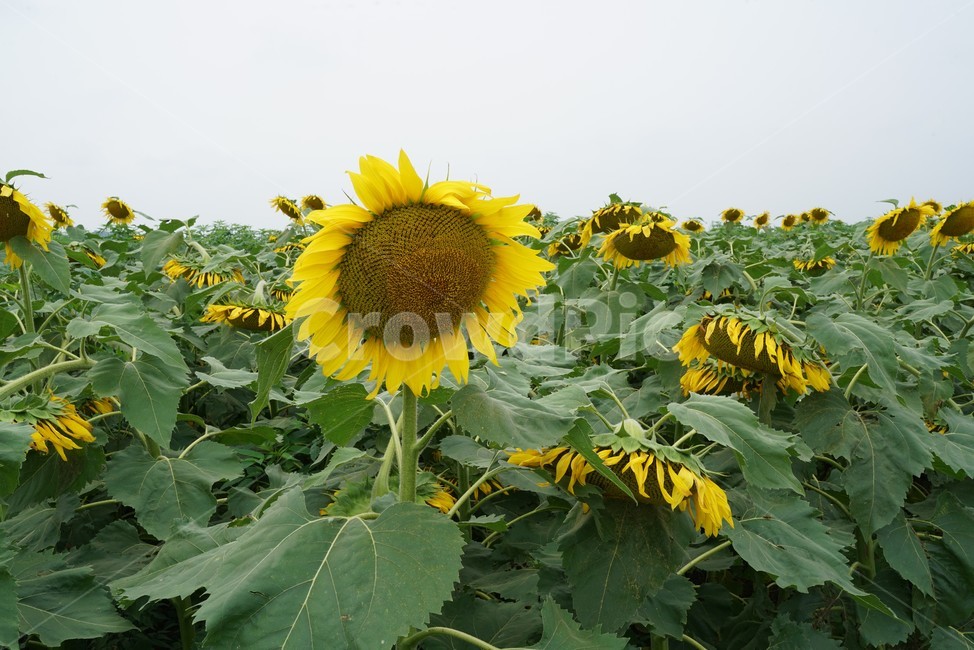 해바라기,국화과,식물,해바라기꽃,두상화,규화,항일화,sunflower,식물,자연,plants,nature,꽃,flower