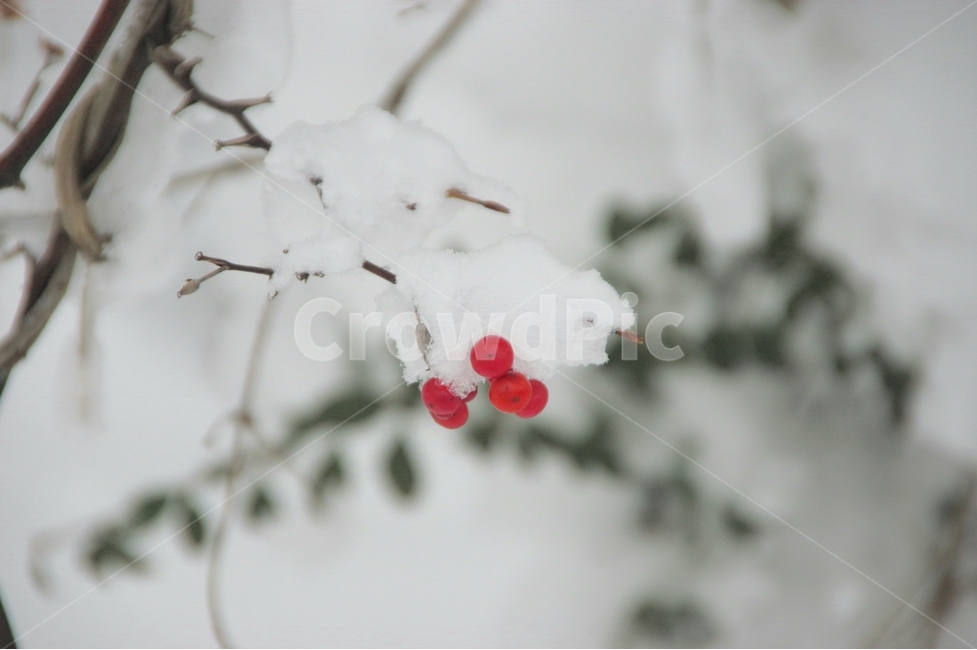 대설,눈꽃,야생열매,겨울,열매,눈,겨울,계절,winter,season,식물,자연,plants,nature,과일,열매,fruit,감성,sensible,feeling