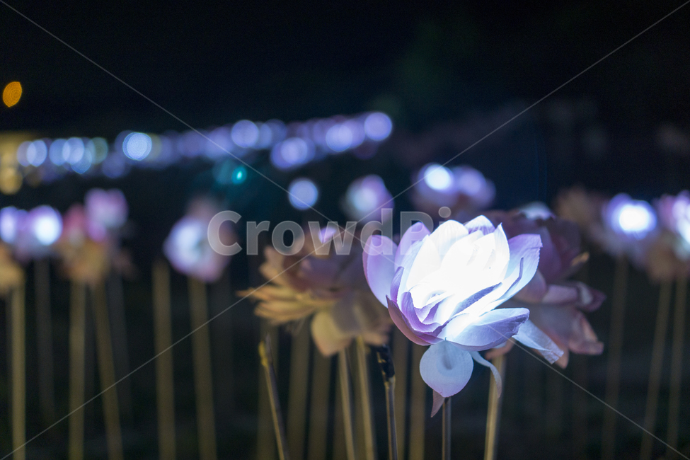 꽃,빛망울,전등,야경,보케,식물,plant,flower,blossom,boche,야경,밤,풍경,nightscape,night,landscape