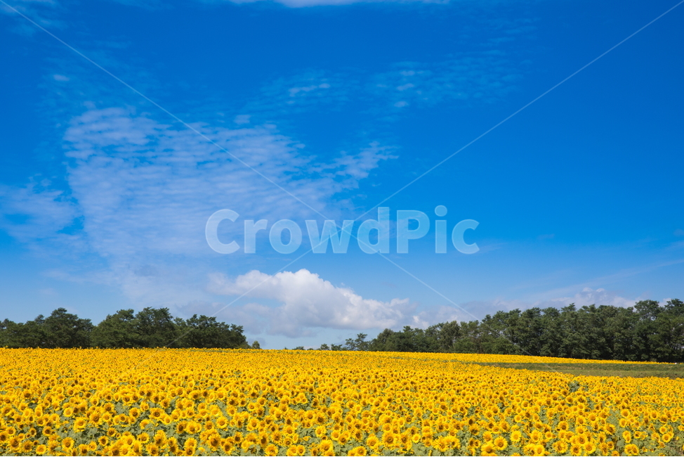 해바라기,해바라기꽃,꽃,sunflower,flower,식물,자연,풍경,nature,landscape,식물,plants,꽃,flower,field,들,grassland,목초지,outdoors,옥외