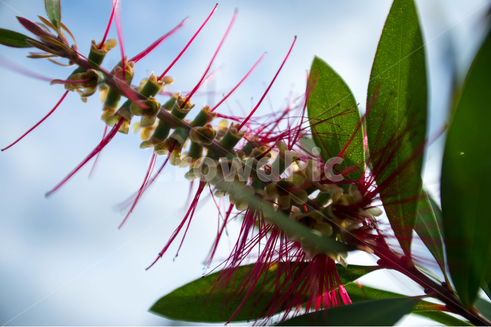 봄,봄꽃,식물원,꽃술,공원,식물,자연,plants,nature,꽃,flower