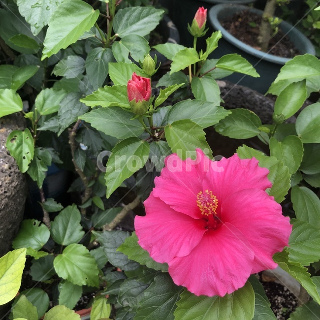식물,꽃,잎,화분,leaf,plant,flower,grass,vase