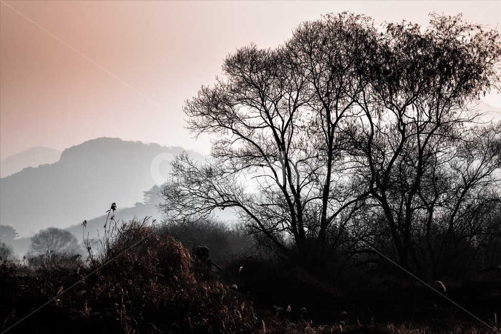 화포천,아침,자연,한국자연풍경,한국자연경관,landscape,nature,자연,풍경,nature,landscape,식물,plants,나무,trees,wood,weather,날씨,outdoors,옥외