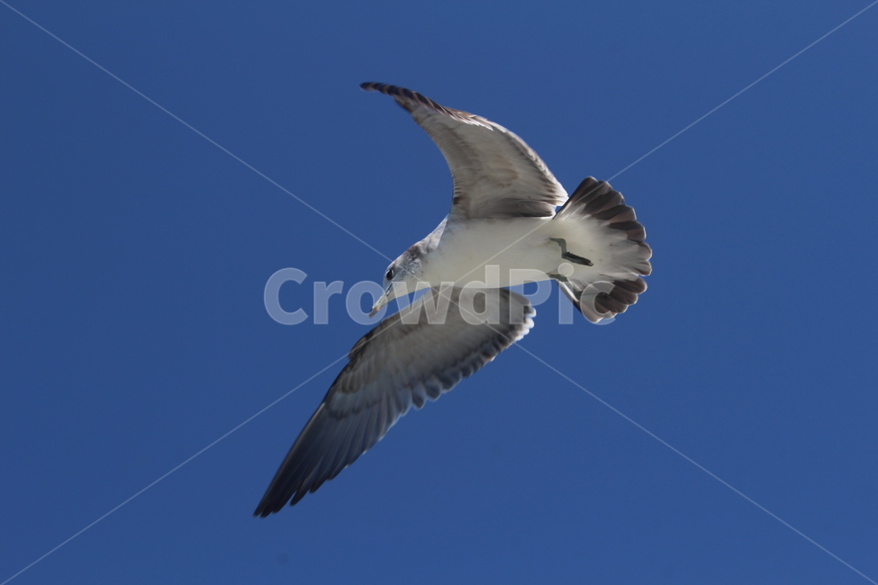 bird,새,animal,동물,flying,나는,갈매기,seagull,동물,animal,조류,새,birds
