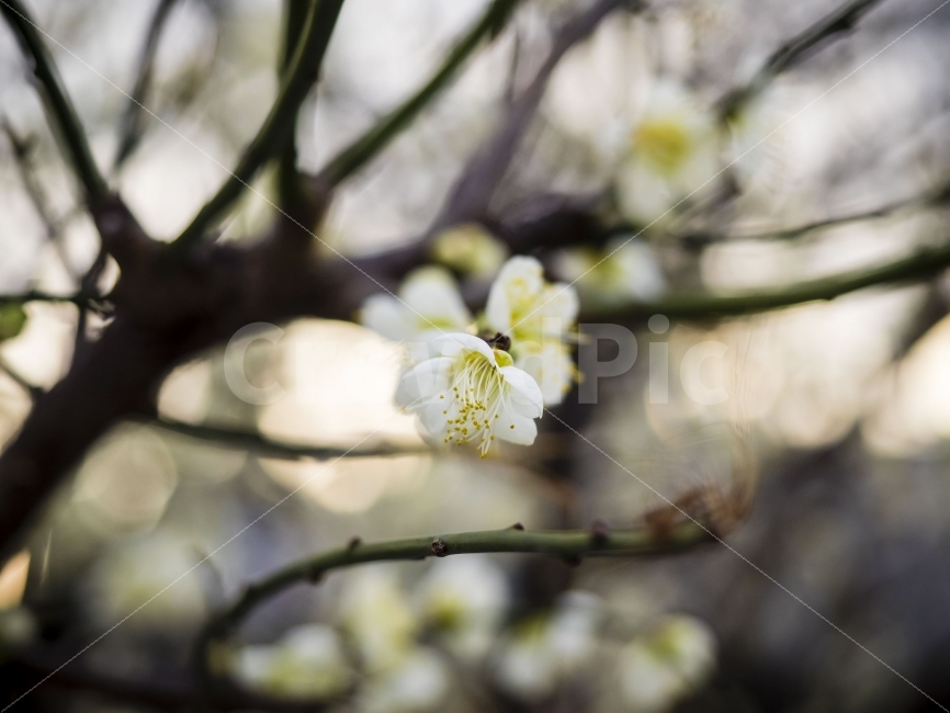매화,꽃,봄꽃,봄,감성,apricotblossom,flower,spring,blossom,식물,자연,plants,nature,봄,계절,spring,season,꽃,flower,plant