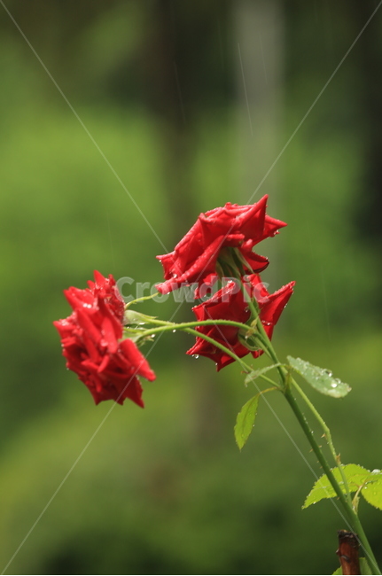 비,소경,풍경,비오는날,비오는소경,rain,식물,자연,plants,nature,꽃,flower,비,비오는날,rain,rainy