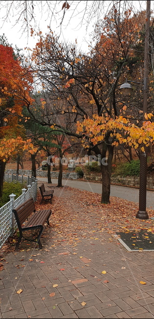 가을,가을풍경,자연,감성사진,나무,낙엽,가을,계절,fall,autumn,season,tree,plant,식물,furniture,가구