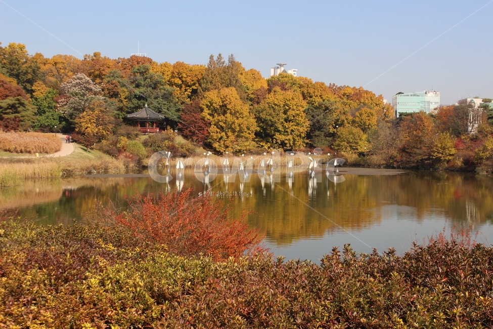 가을,팔각정,호수,나무,단풍,가을,계절,fall,autumn,season,nature,자연,water,물,outdoors,옥외
