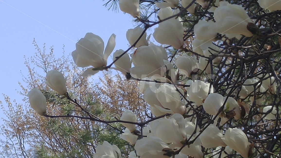 목련,힌색,숲,자연,하얀목련,하늘,어울림,봄,계절,spring,season,식물,자연,plants,nature,꽃,flower,food,음식,egg,계란,plant
