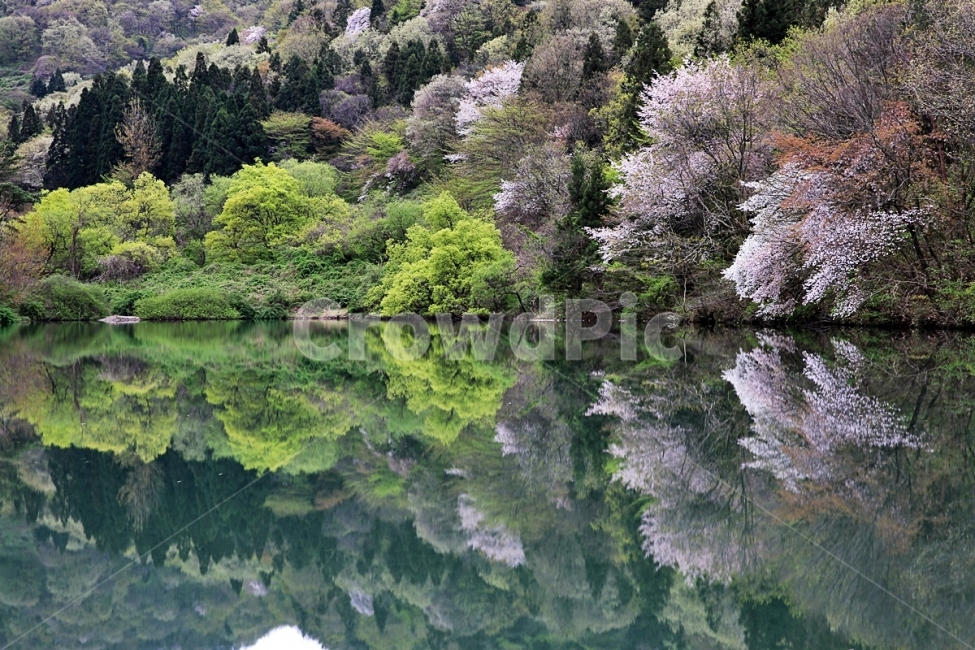 세량지,봄날,세량지의봄,반영,화순,봄,계절,spring,season,자연,풍경,nature,landscape,한국자연풍경,한국자연경관,korea nature landscape,plant,식물,abies,아비,tree,나무,fir,전나무,outdoors,옥외