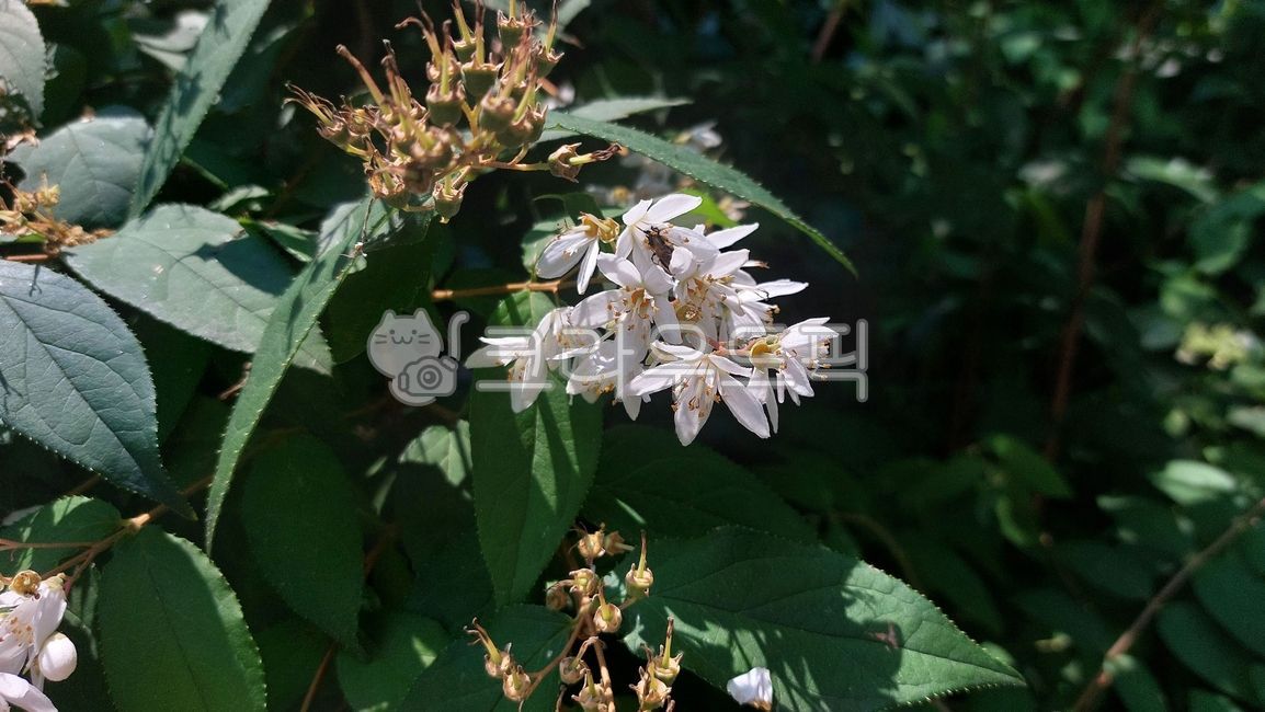 말발도리,수국과,말발도리속,flower,꽃,leaf,잎,petal,꽃잎