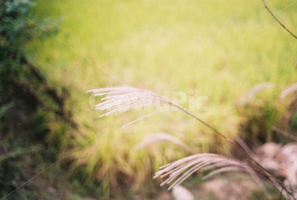 가을풍경,논,시골,억새,필름사진,NikonEM,가을,계절,fall,autumn,season,식물,자연,plants,nature,감성,sensible,feeling,grass,잔디,plant,lawn
