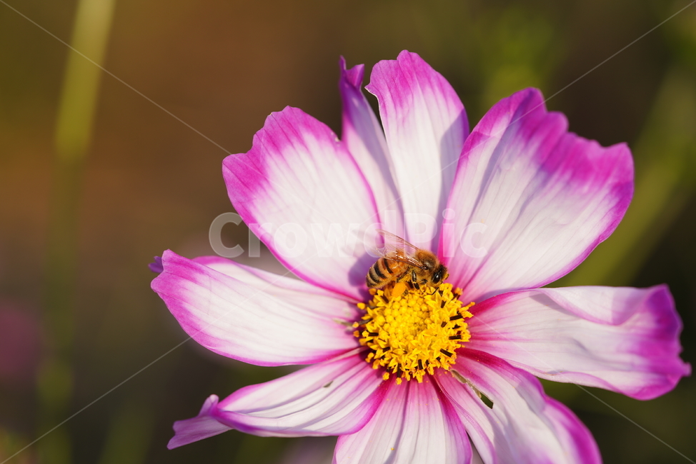 pollen,화분,plant,식물,꽃,플라워,색감,분홍,flower,코스모스,벌,벌레,동물,곤충,식물,자연,plants,nature,꽃,flower,곤충,벌레,insect,bug