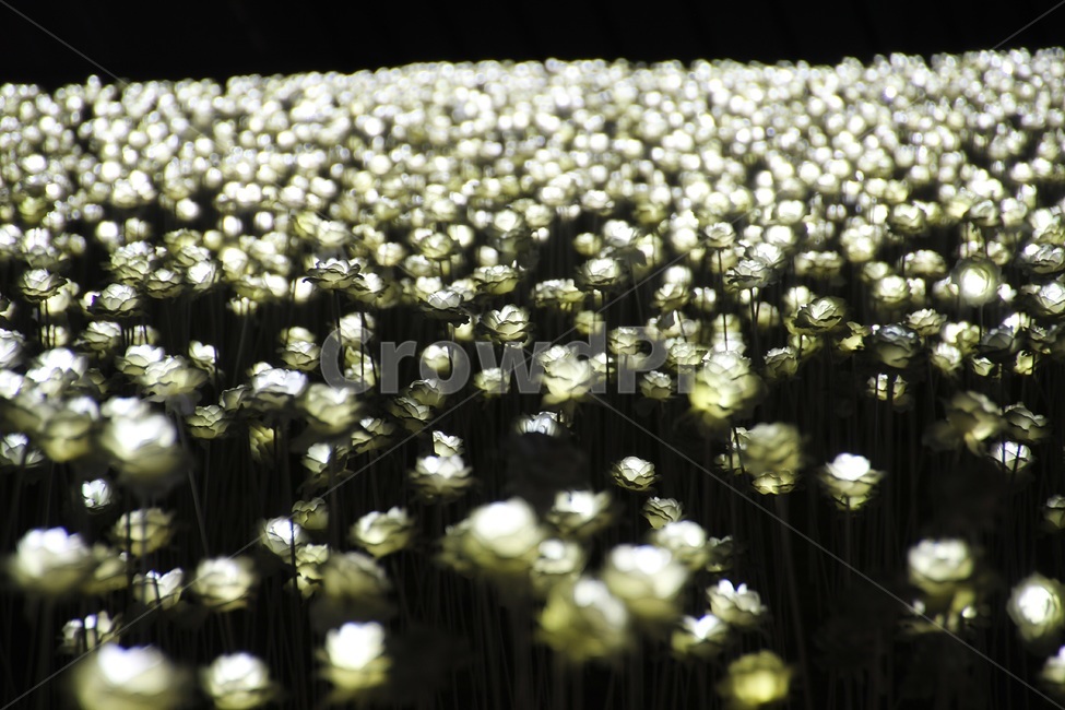 led,장미,rose,밤,야경,led장미,ddp,조명,빛,야경,밤,풍경,nightscape,night,landscape
