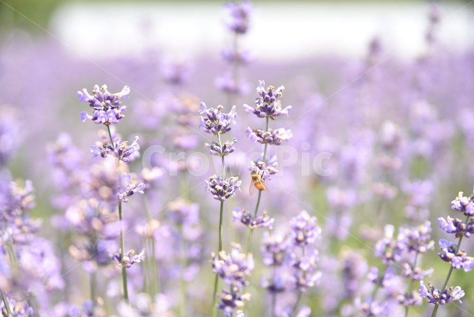 식물,plant,꽃,flower,라벤더,벌,식물,자연,plants,nature,꽃,flower