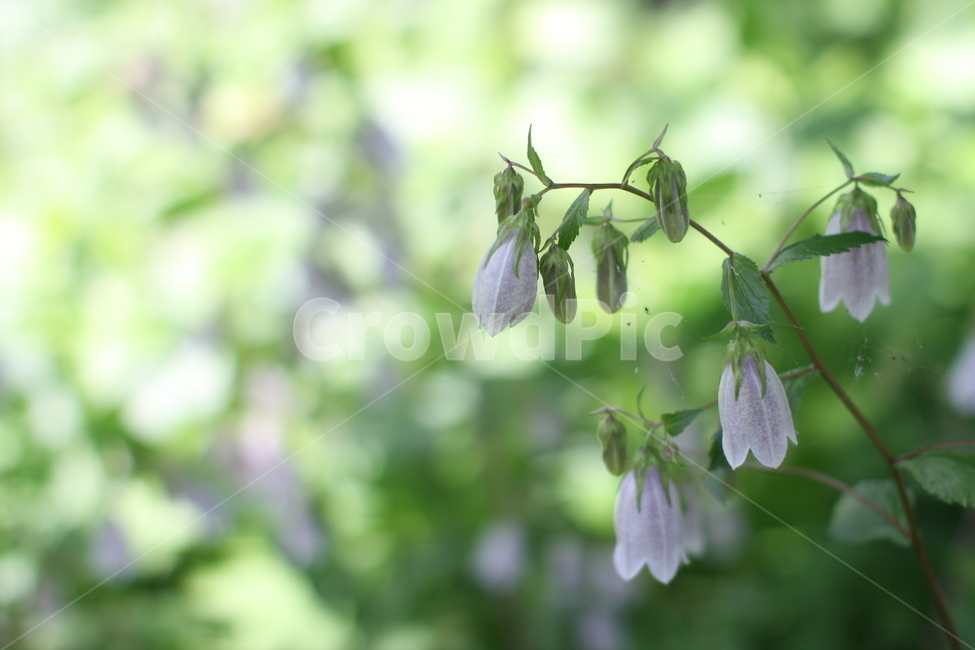 방울꽃,흰꽃,식물,수목원,자연,아웃포커싱,꽃,flower,outfocusing,식물,자연,plants,nature,꽃,flower