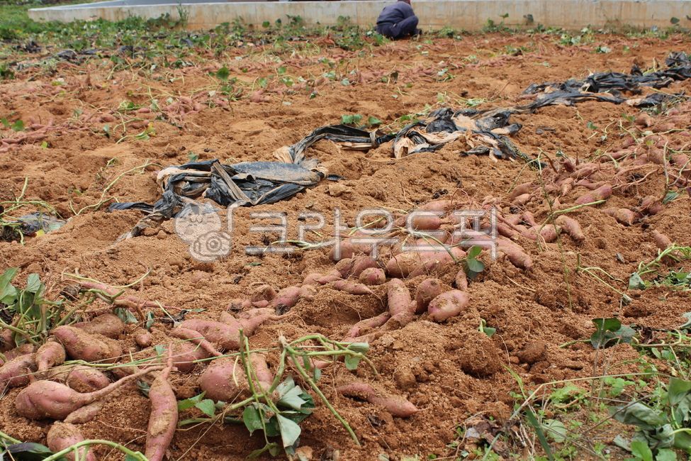 고구마,국내산고구마,고구마수확,고구마밭,제철고구마
