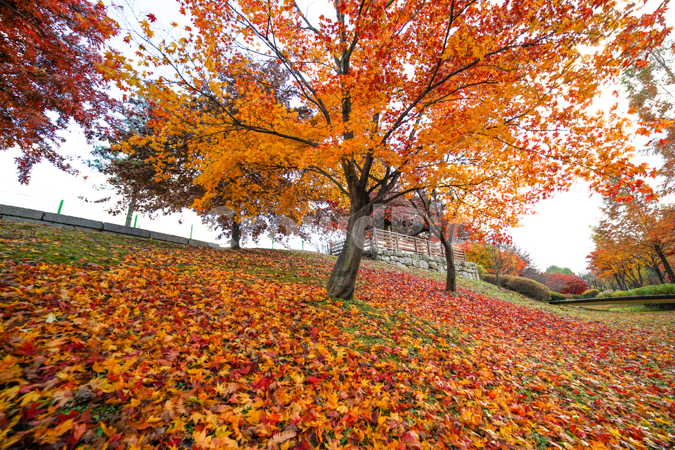단풍,나무,낙엽,가을,계절,감성,공원,식물,자연,가을,계절,fall,autumn,season,자연,풍경,nature,landscape,식물,plants,나무,trees,wood,leaf,잎,plant,tree,maple