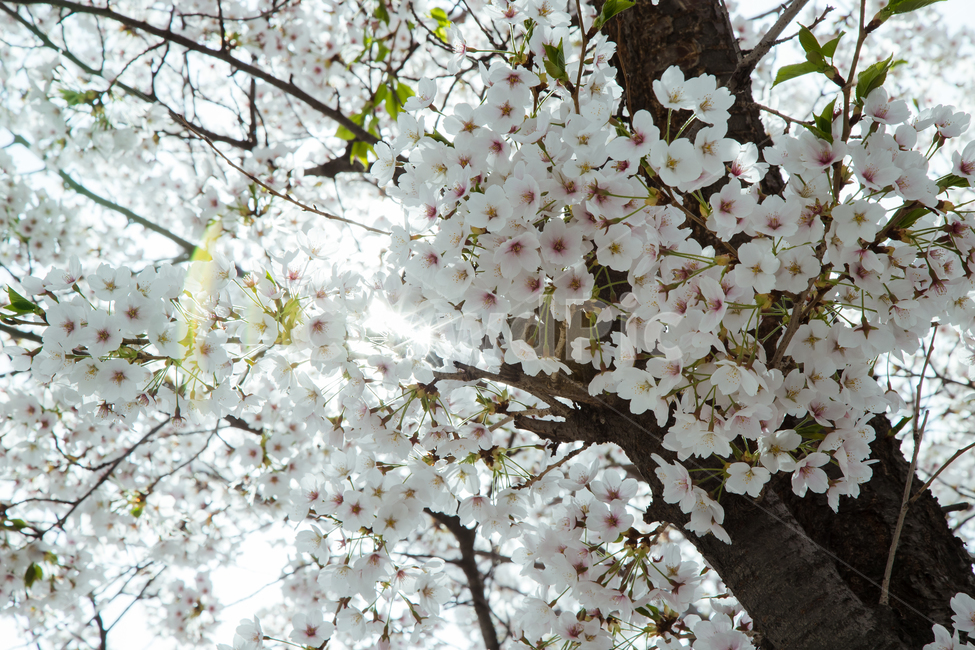벚꽃,봄,봄꽃,벚꽃축제,벚나무,따스함,벚꽃꽃말,벚꽃명소,벚꽃개화시기,순결,봄,계절,spring,season,plant,식물,blossom,꽃,flower,cherry blossom