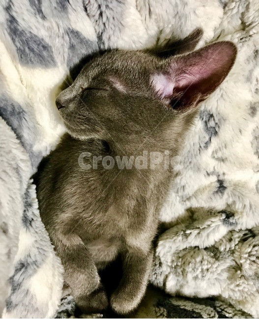 고양이,냐옹이,애완동물,반려동물,cat,집사,터키쉬앙고라,러시안블루