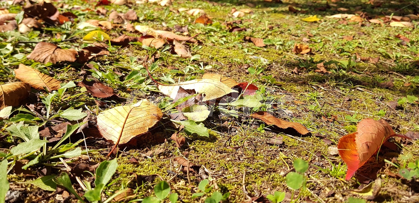 가을,낙엽,자연,단풍,잎,가을,계절,fall,autumn,season