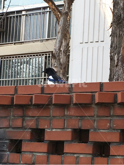 담,벽,wall,벽돌,brick,풍경,scenery,나무,tree,생활,life,새,bird,동물,animal