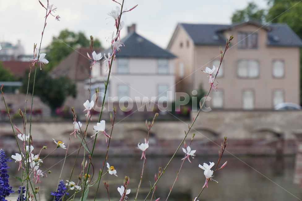 꽃,자연,꽃잎,식물,강,감성사진,flower,nature,plants,petal,하얀꽃,river,whiteflower