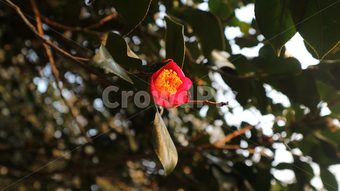 plant,식물,겨울,winter,동백꽃,red,flower,꽃,floral,여행,관광,한국,섬,동백섬,여수,잎사귀,잎,나무,나뭇가지,식물,자연,plants,nature,꽃,flower