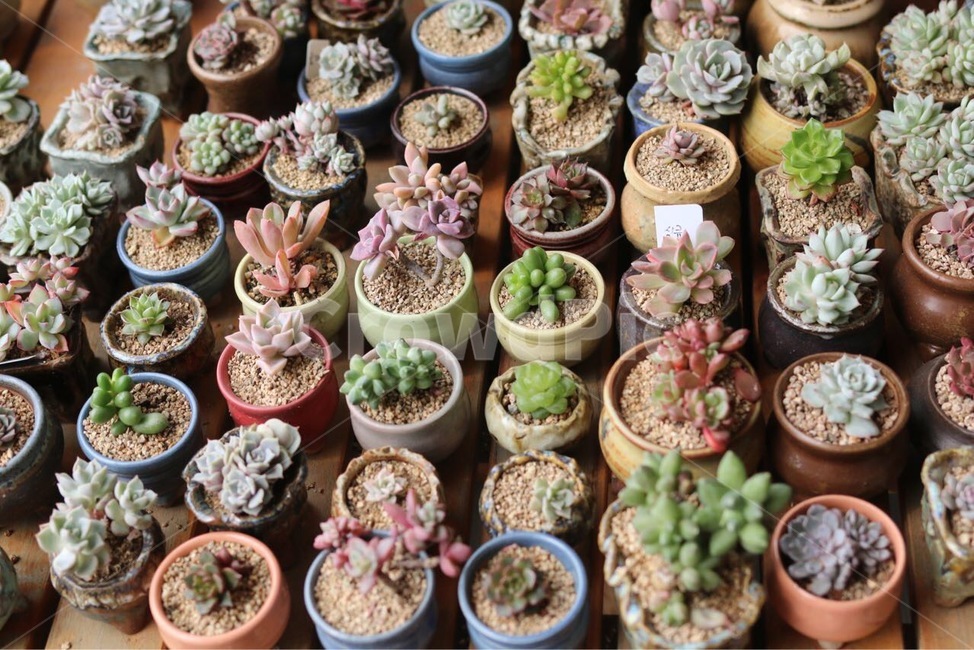 다육이,화분,꽃,초록색,작은화분,실내용화초,화분,화초,house plant