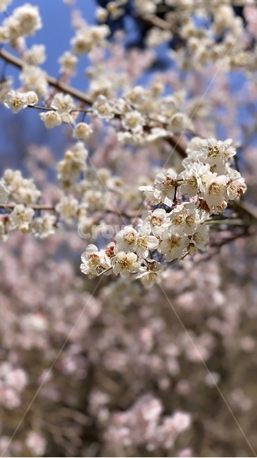 plant,식물,flower,꽃,spring,봄,벚꽃,cherryblossom,blossom,bloom,cherryblossom
