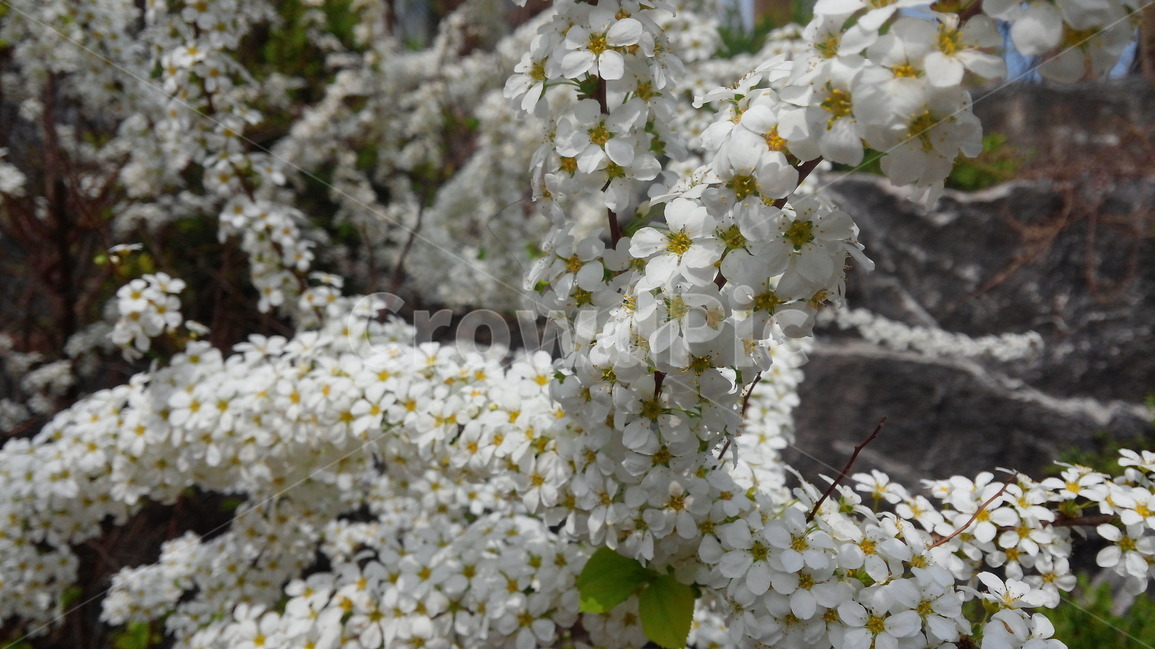 벚꽃,봄,전령사,흰색,풍성한,봄,계절,spring,season,식물,자연,plants,nature,꽃,flower,plant,blossom