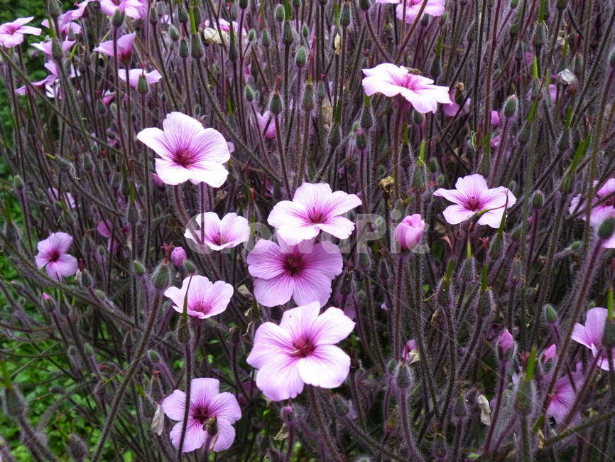 plant,식물,blossom,꽃,geranium,flower,pink